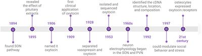 Role of oxytocin in bone